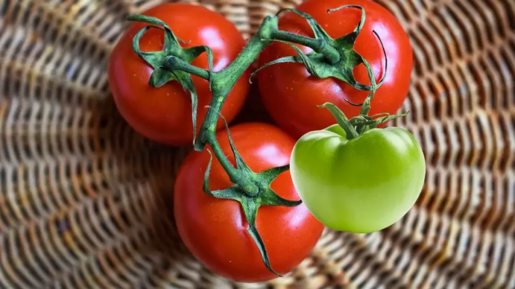 El tomate y el jitomate son base de la alimentación