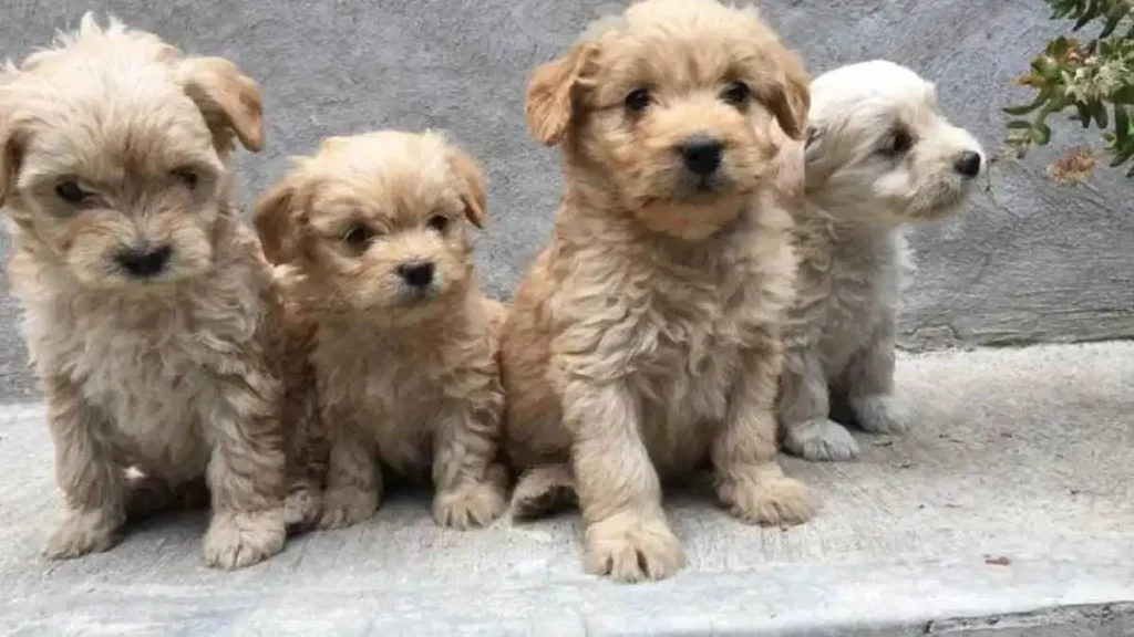 Abandonan a cuatro cachorros en una caja: video