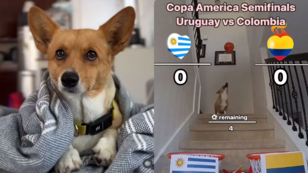 Corgi que predice resultados deportivos