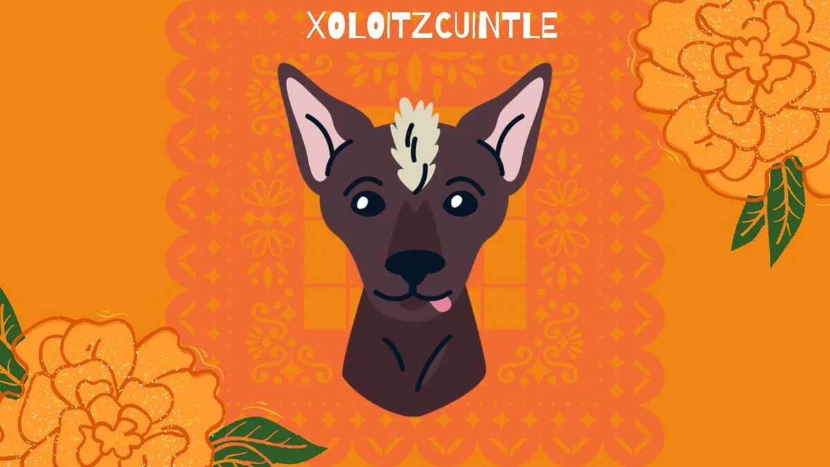 Xoloitzcuintle, el perro que guía almas hacia el Mictlán