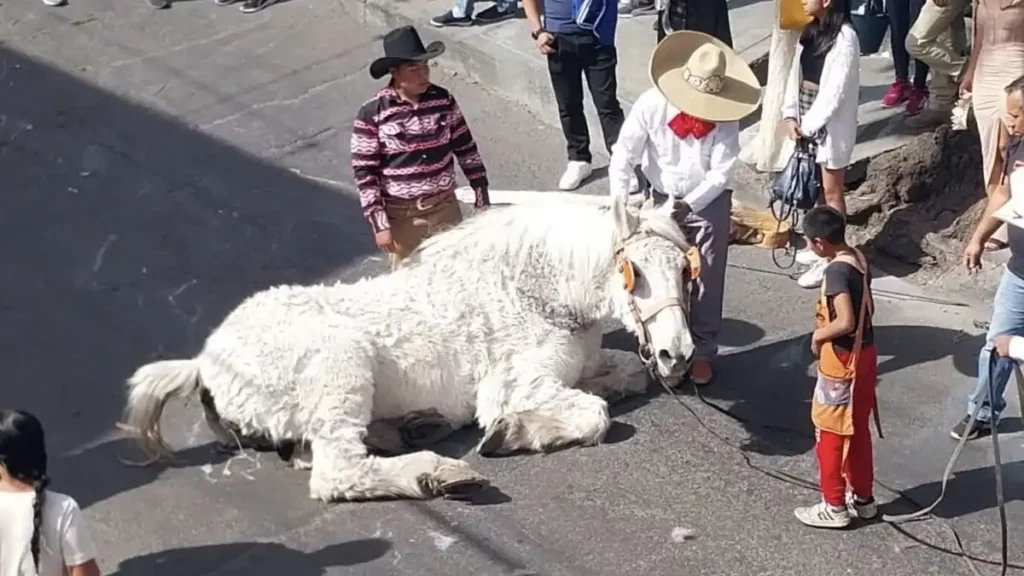 Caballo se desploma en pleno centro de Atlixco y causa indignación