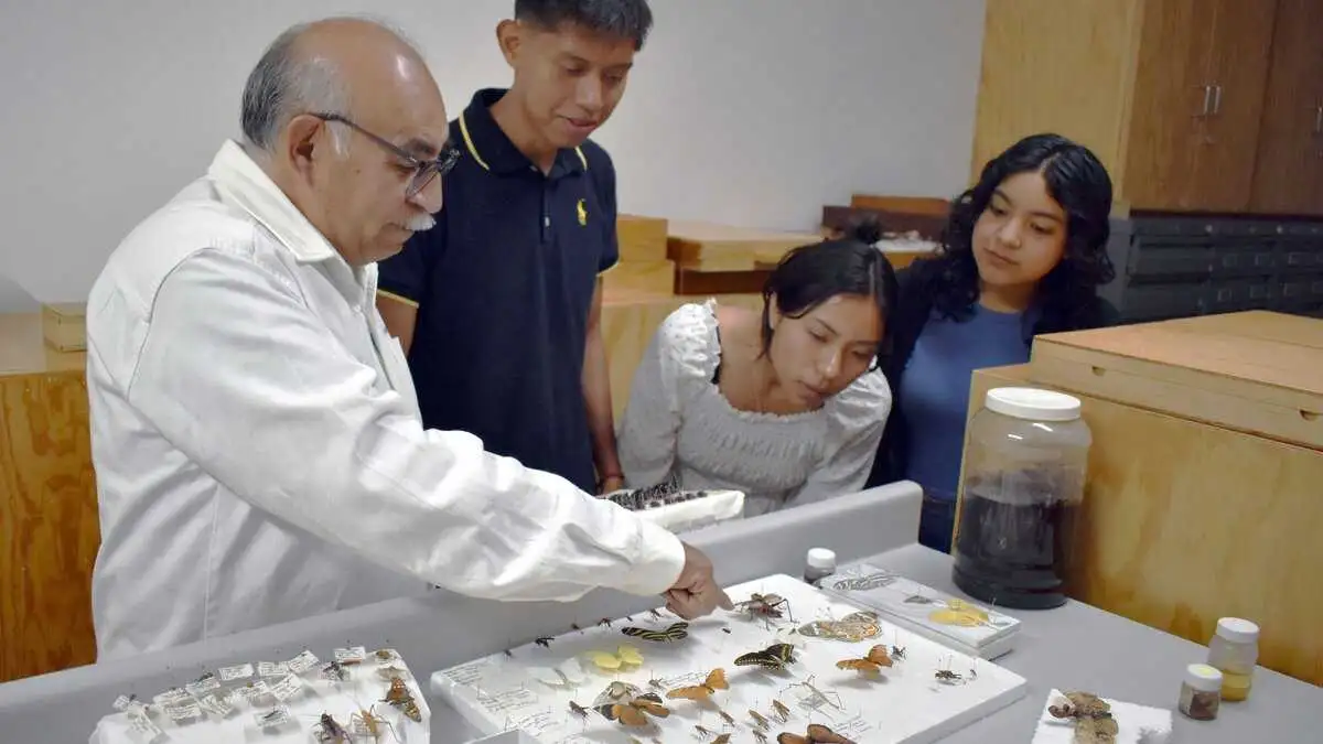 ICUAP: La colección de insectos más grande de Puebla