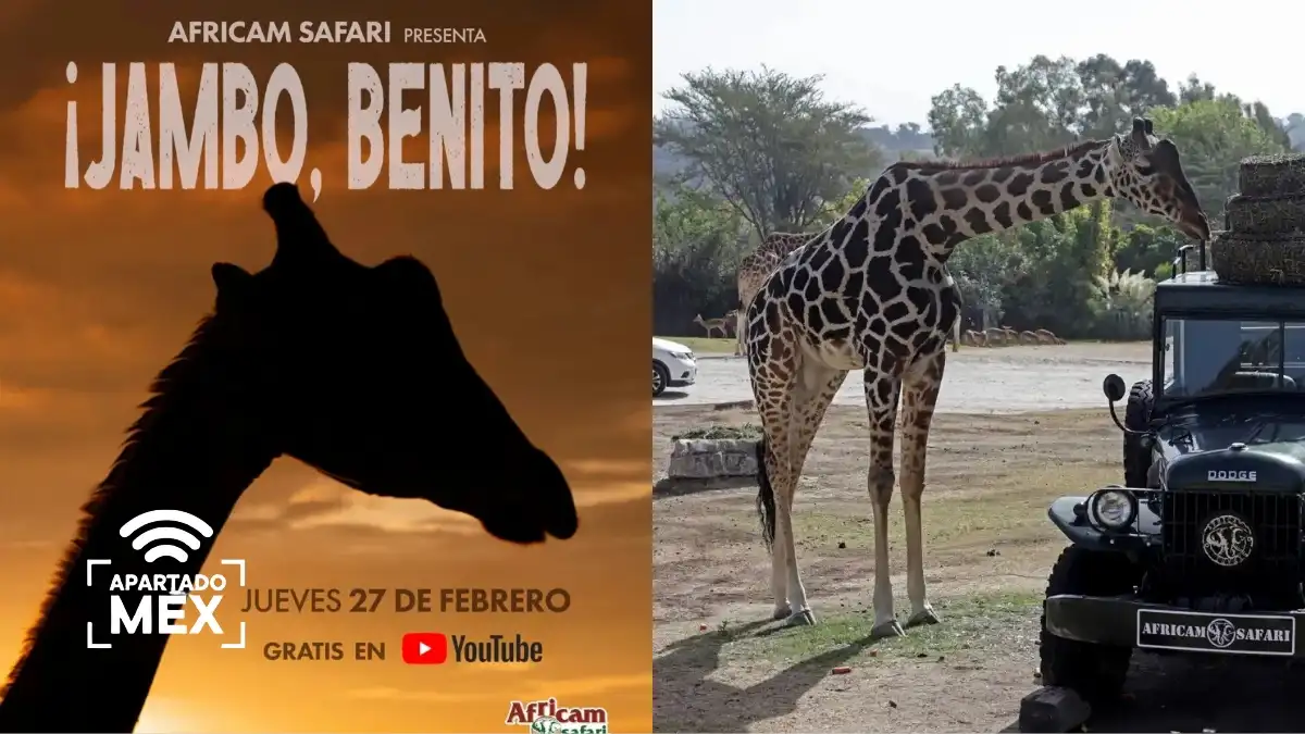 ¡Jambo Benito! El documental que celebra un año del rescate de la jirafa